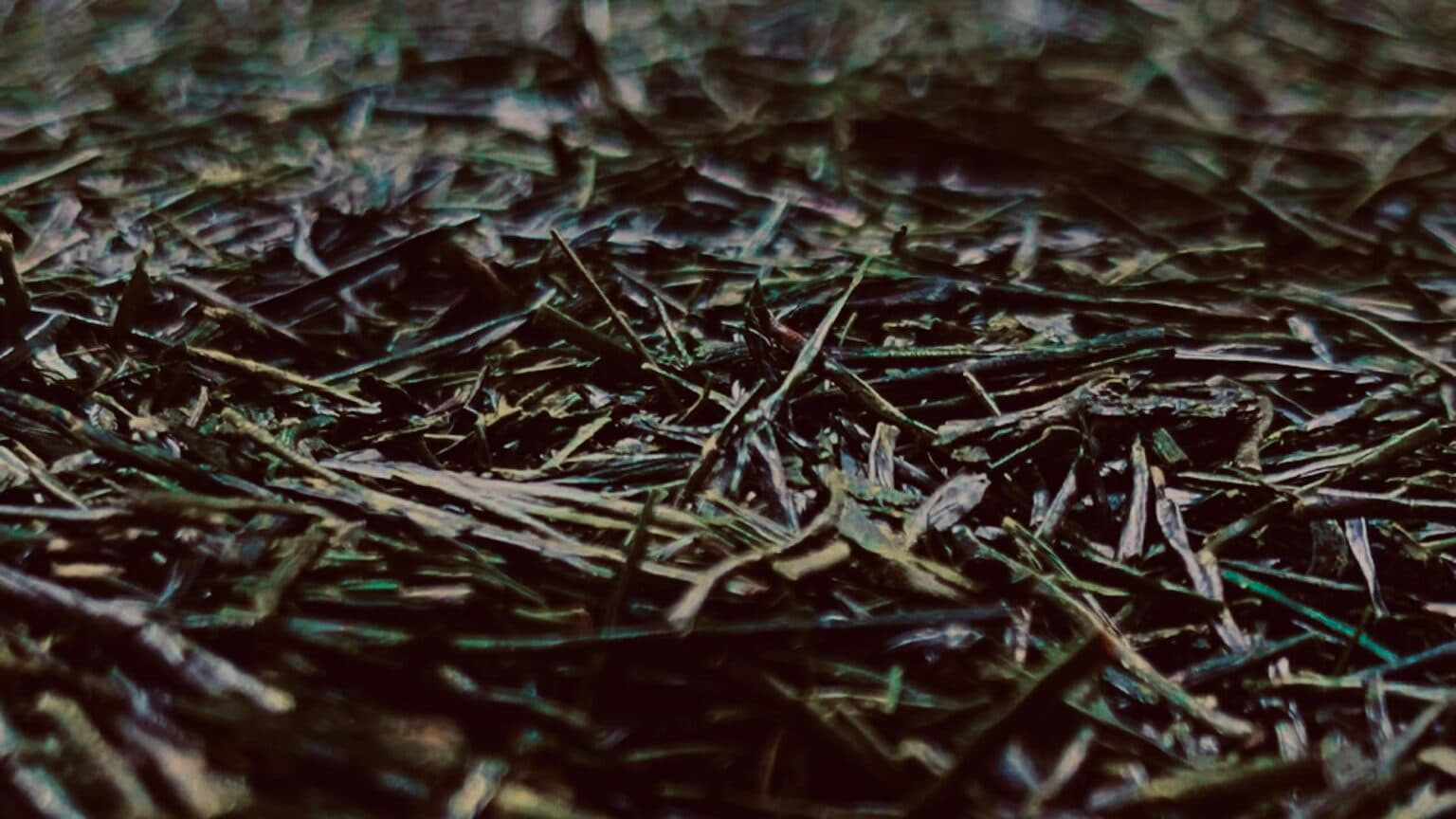 Oosumi Organic Tea Company's banner